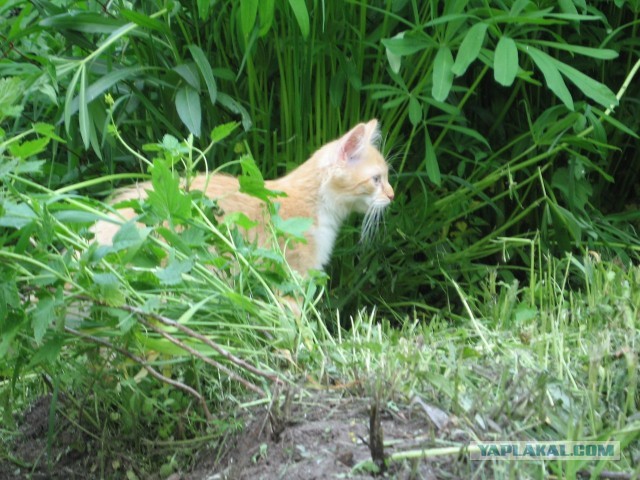 Котовторник 25.06.2013