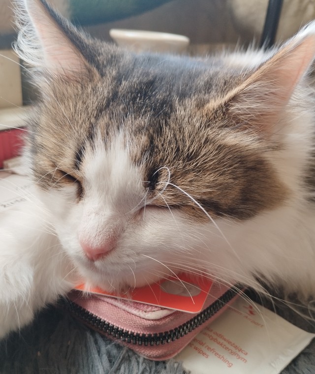 Котовторник