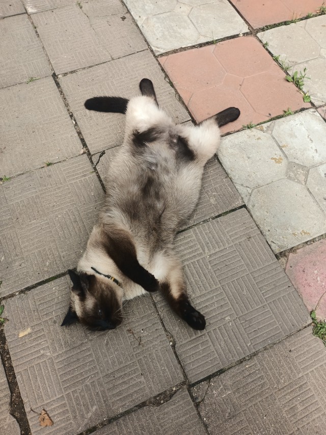 Просто кот