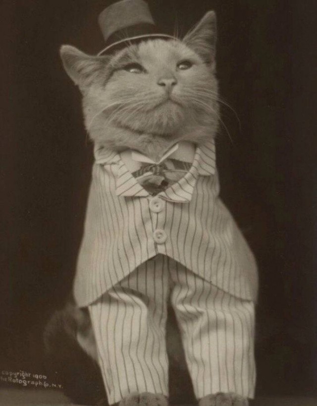 К котовторнику: подборка картинок-баянов с котиками и про котиков. Выпуск 20.