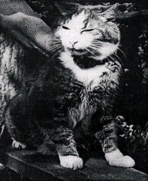 Кот Максим