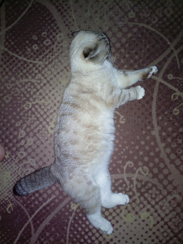Хвостище к котовторнику