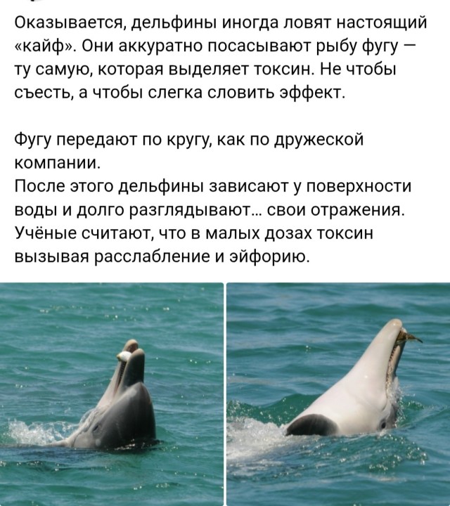 Веселые картинки в понедельник (12.01)