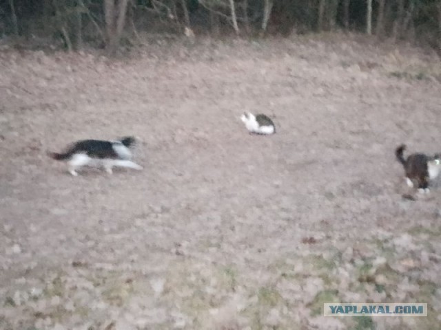 Жизнь домашнего приюта для котеек 575