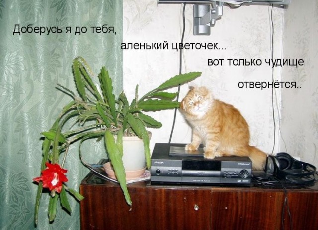 Аспарагусы