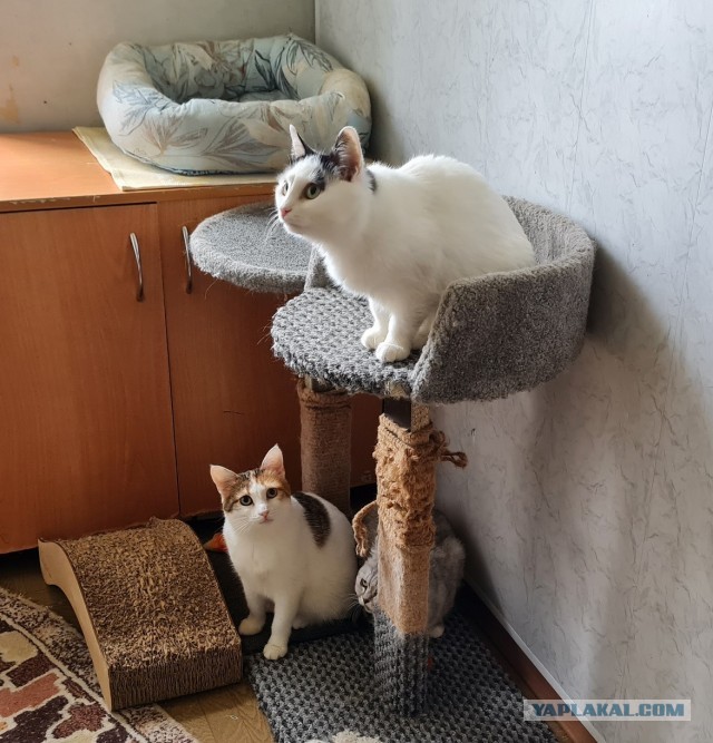 Котиков Вам в ленту