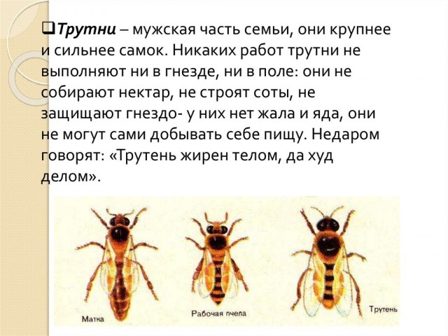 Трутнев удивился, что одно яблоко на Чукотке стоит 300 рублей