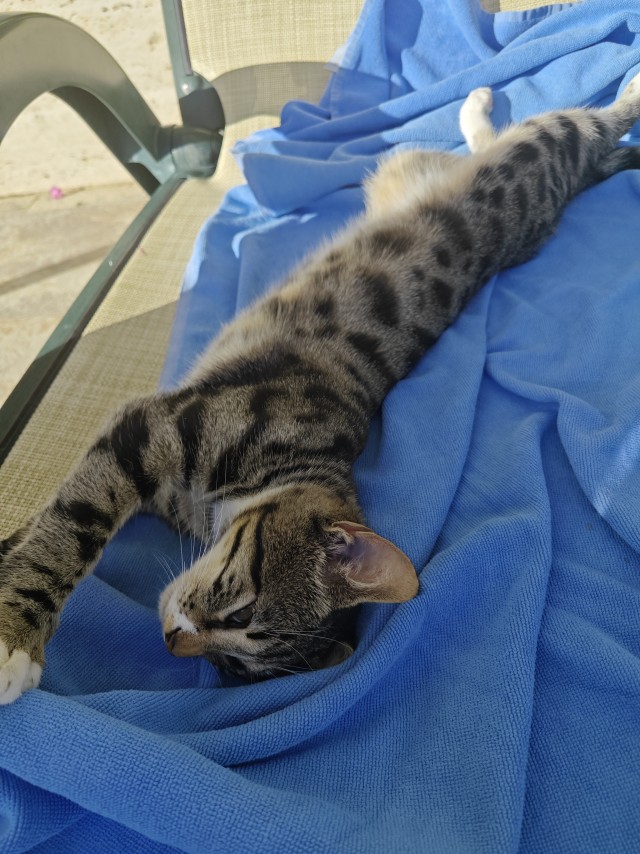 Уличные кошки Стамбула