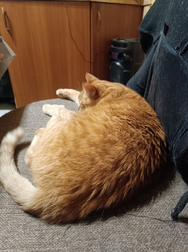 Кошки разные нужны, кошки разные важны