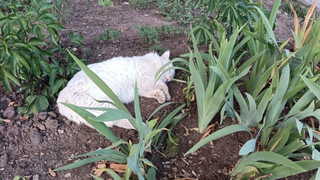 Котовторник
