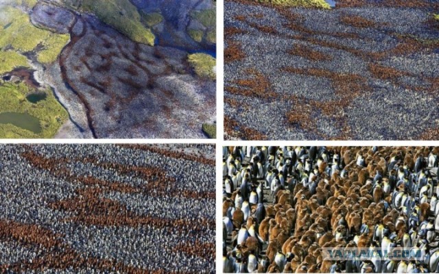 Я знал, что пляжи Рио переполнены.