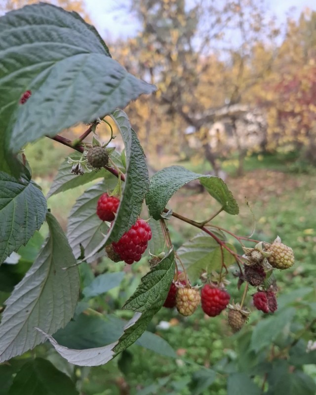 Осень на даче