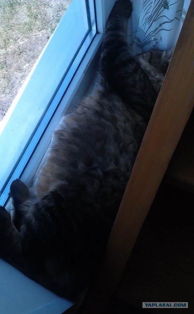 Котовторник   27.08.2013