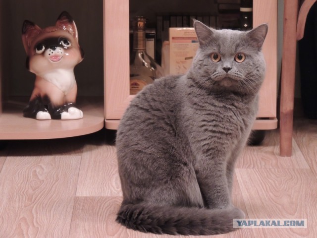 Котовторник 8.10.2013