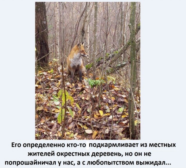 Прогулка с лисенком