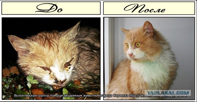 Про спасенных котеек