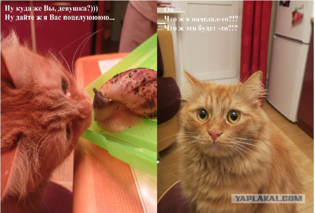 Котовторник 25.02.2014