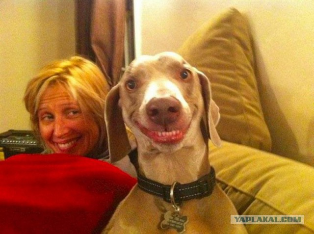 Прикольные картинки