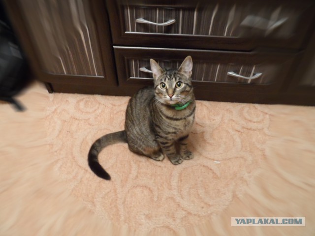 Котовторник 09.09.2014