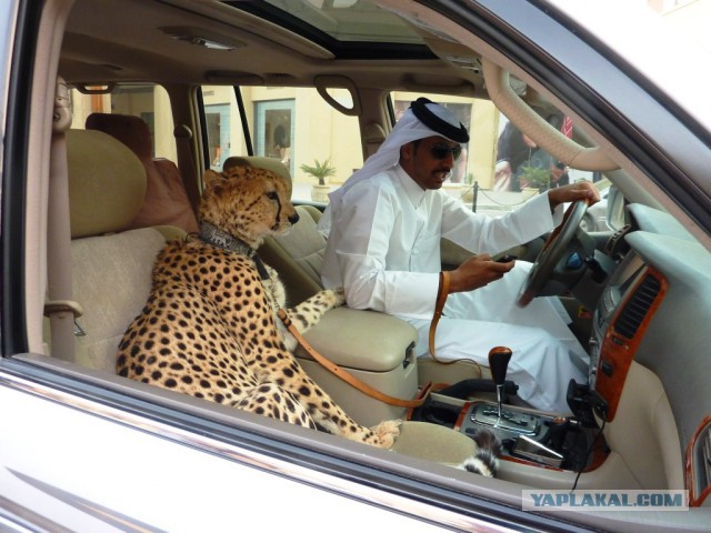 Инстаграм наследного принца Дубая
