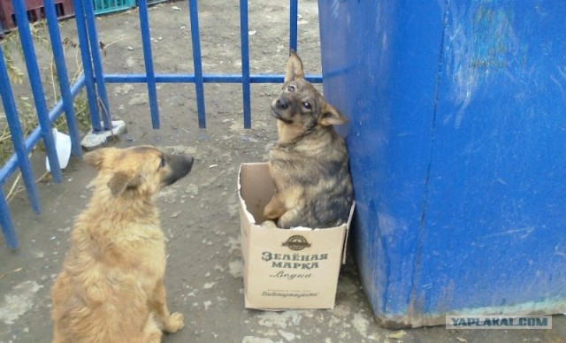 Ловушка для кошек