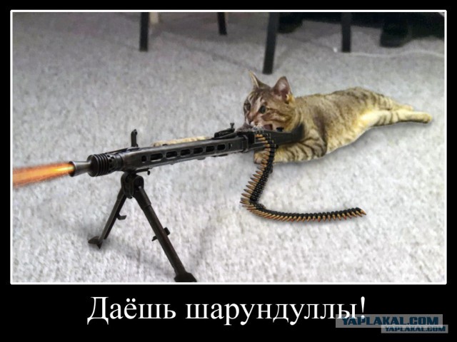 Почему домашних котов нужно кастрировать