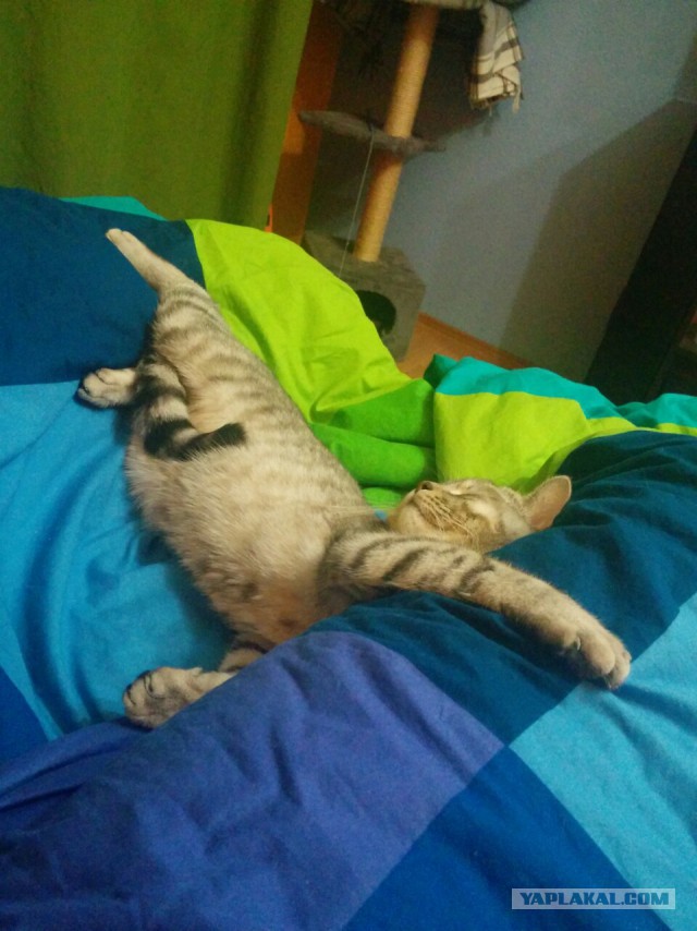 Котовторник