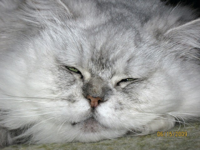 Котовторник на вторник, Котовторник