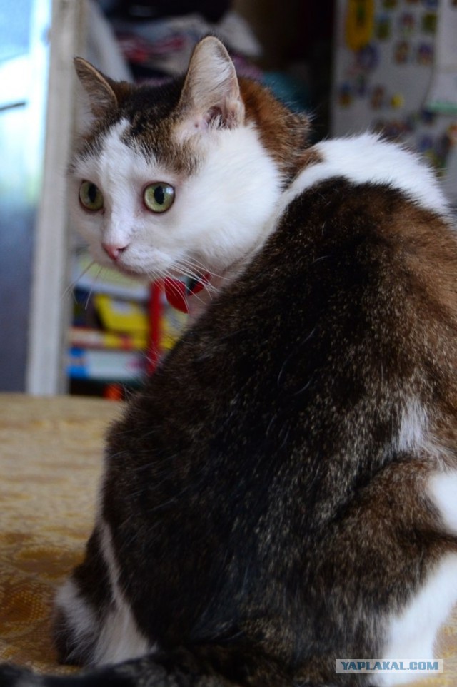 Моя кошка долгожительница