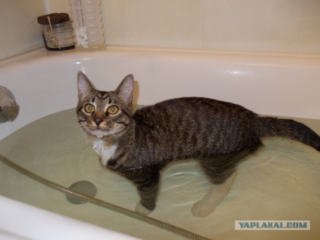 Любитель ванн