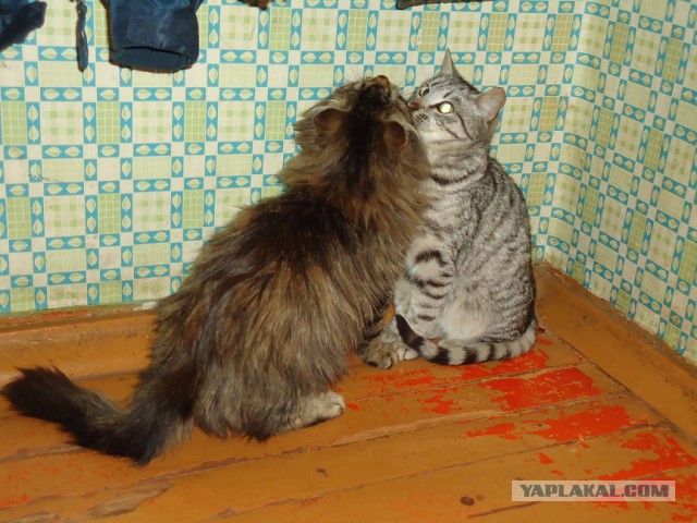 Мой личный котоленд 9