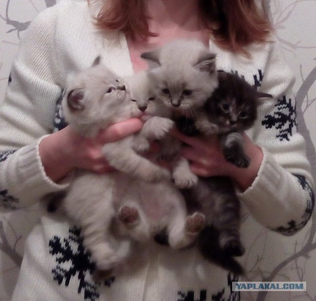 Котовторник 26.01.2016