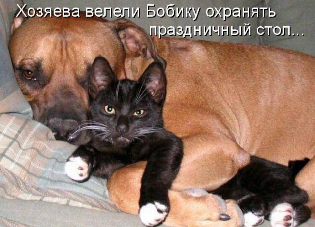 Веселые картинки