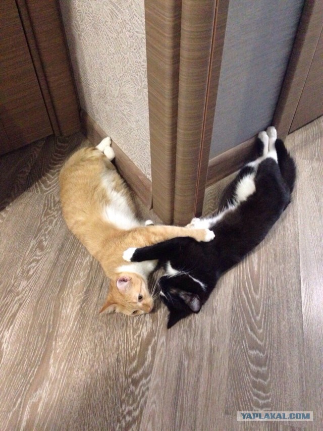 Котовторник 16.02.16