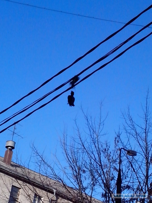 Вестник социальных сетей