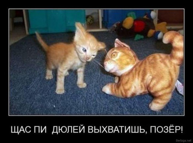 Демы к котовторнику!
