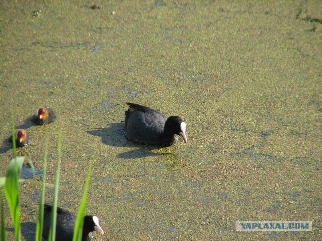 Каких птиц вы видите в городе?