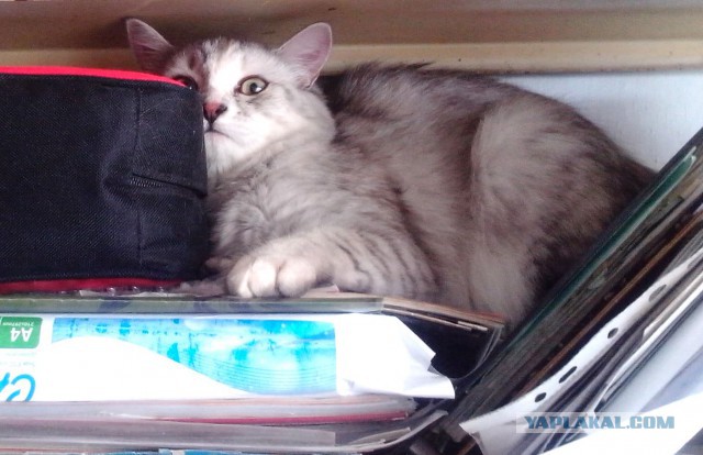 Невероятная кошка Алиса с шерсткой цвета мрамора