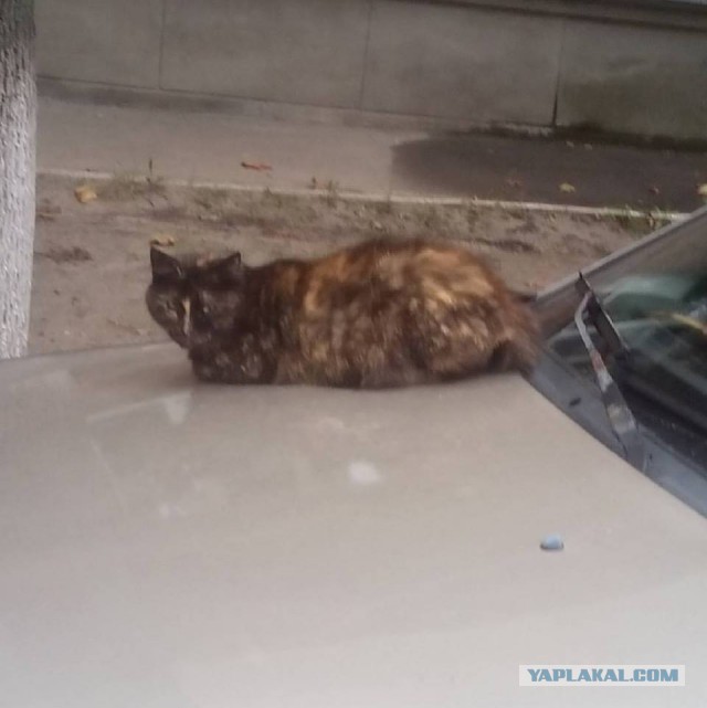 Котовторник 30.08.2016