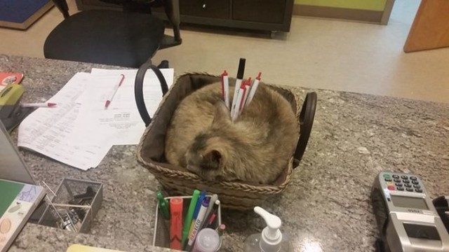 Прикольные животные
