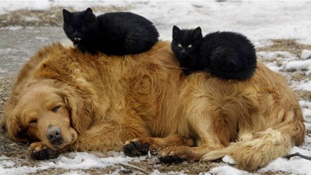 Коты из сети