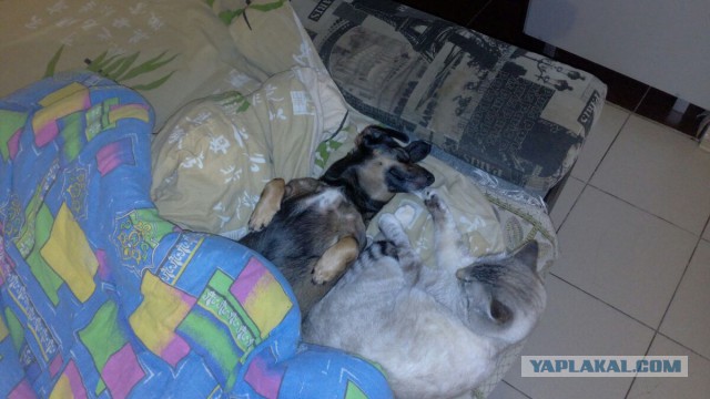 Котовторник  14.02.2017