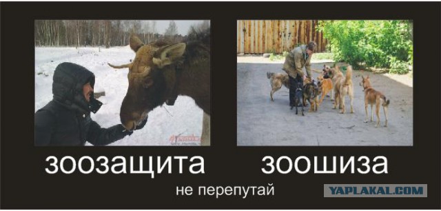 Встряхивая шинели забытой войны - Догхантеры снова нужны?!?!?!