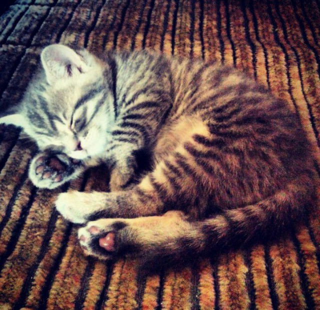 Коты и Кошки