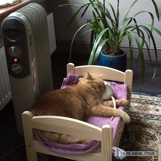 Мы не рабы! Рабы не мы! (котовторнику посвящается)