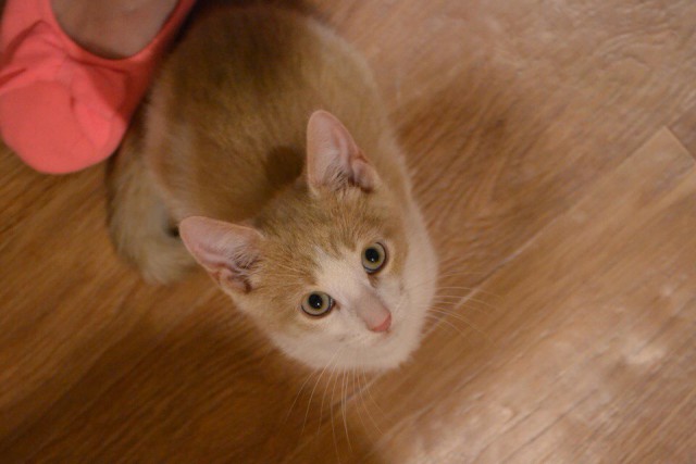 Коты и Кошки