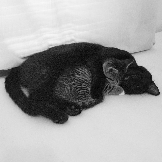 Коты и Кошки