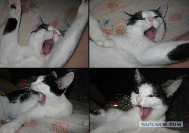 Коты и Кошки