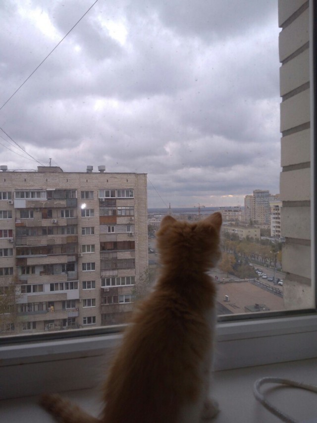 Котовторник 07.11.2017