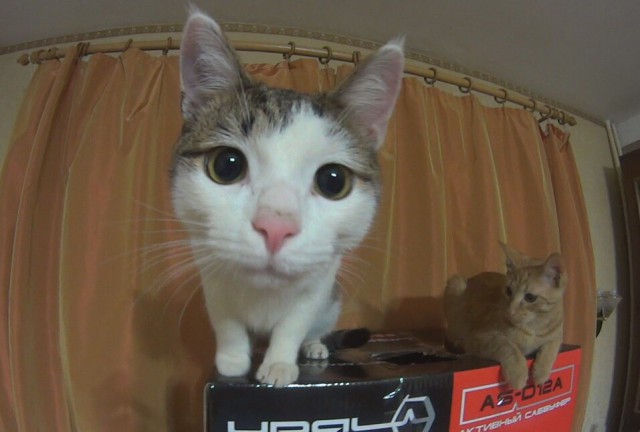 Коты и Кошки